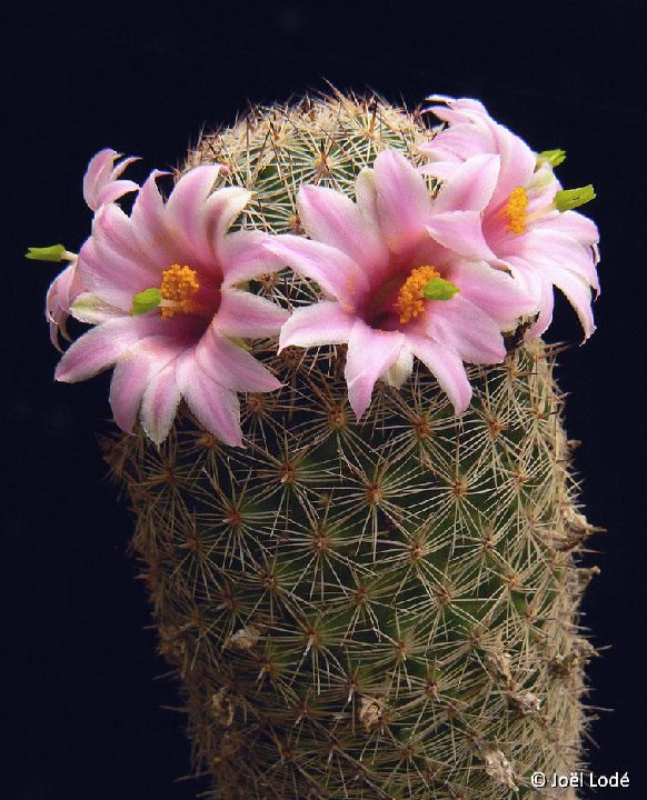 Mammillaria grahamii v. oliviae JLcoll.2835